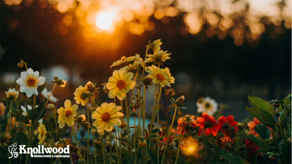 How to Make the Most of Your Garden Space, For Any Size or Type (Part Two)